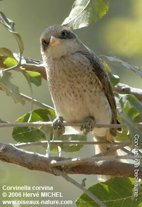 Yellow-billed Shrike