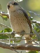 Yellow-billed Shrike