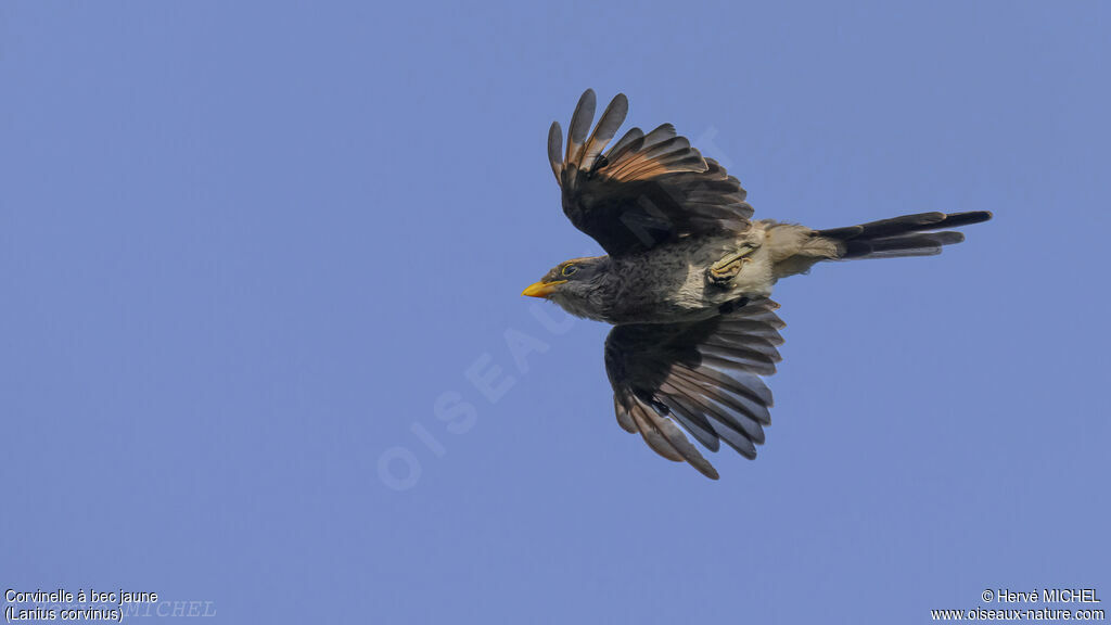 Yellow-billed Shrike