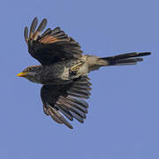 Yellow-billed Shrike