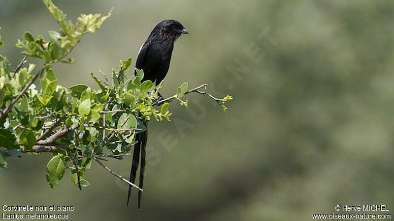 Magpie Shrikeadult