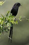 Magpie Shrike