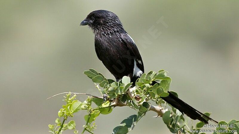 Magpie Shrikeadult