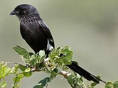 Magpie Shrike