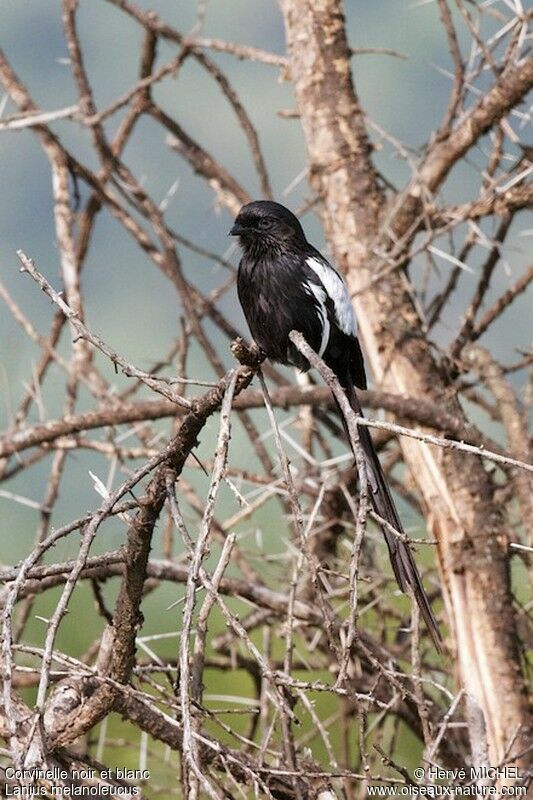 Magpie Shrikeadult