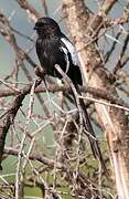 Magpie Shrike