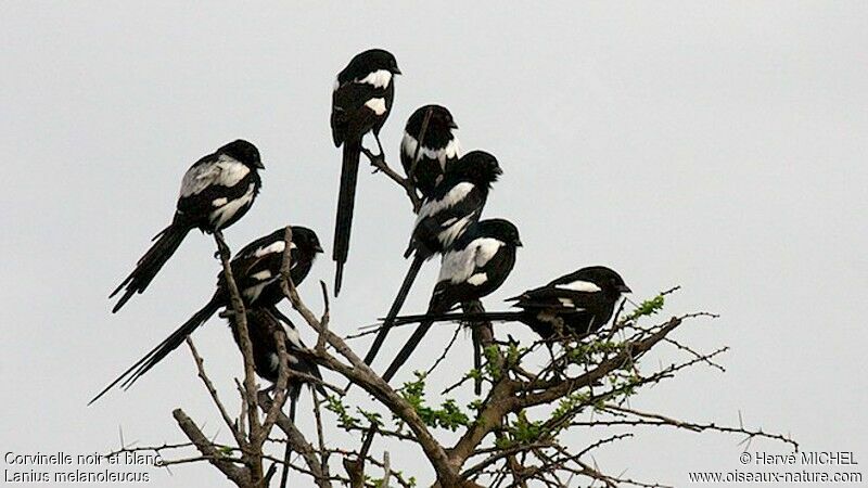 Corvinelle noir et blanc