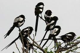 Magpie Shrike