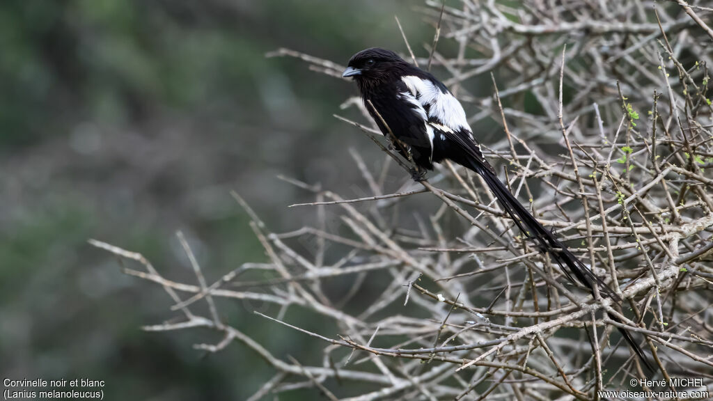 Corvinelle noir et blanc
