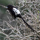 Corvinelle noir et blanc