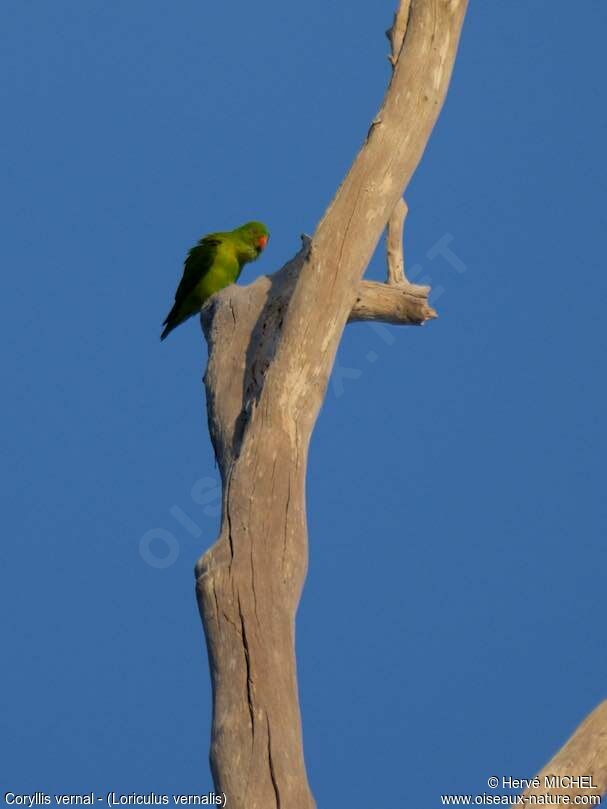 Vernal Hanging Parrot