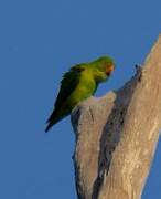 Vernal Hanging Parrot