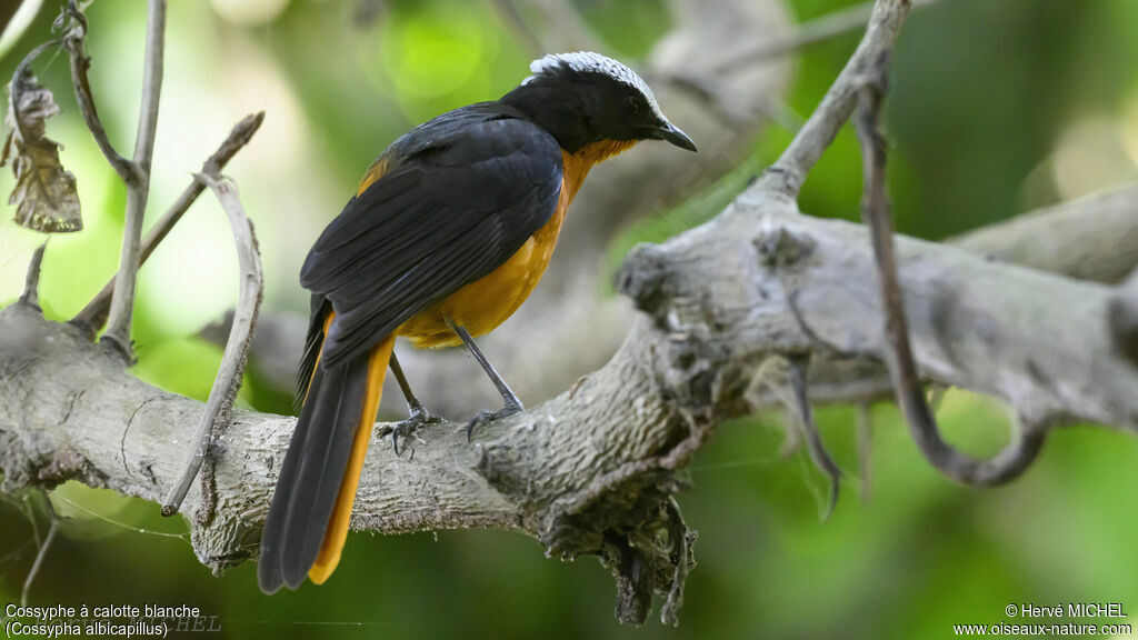 White-crowned Robin-Chat