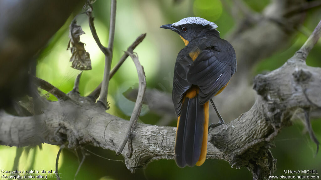 White-crowned Robin-Chat