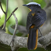 White-crowned Robin-Chat