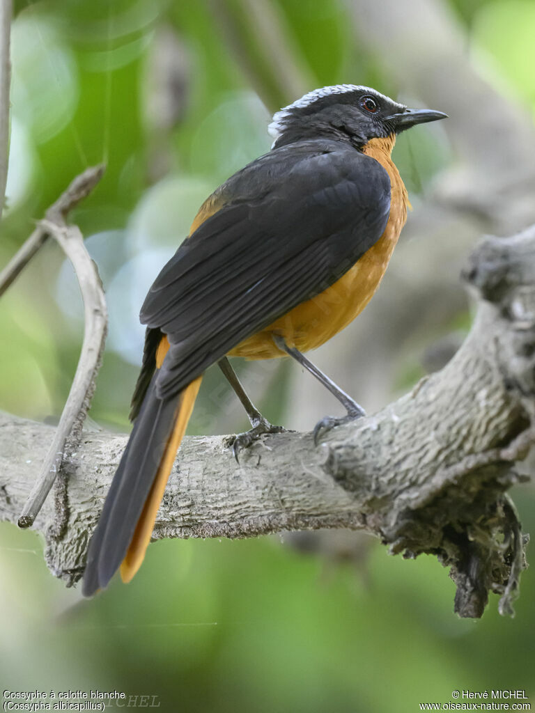 White-crowned Robin-Chat