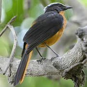 White-crowned Robin-Chat