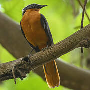 White-crowned Robin-Chat