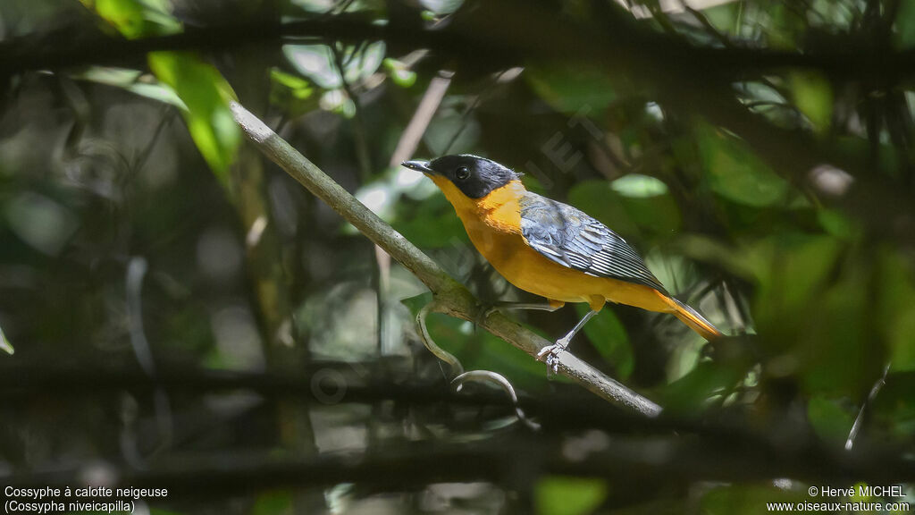 Snowy-crowned Robin-Chat