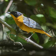 Snowy-crowned Robin-Chat