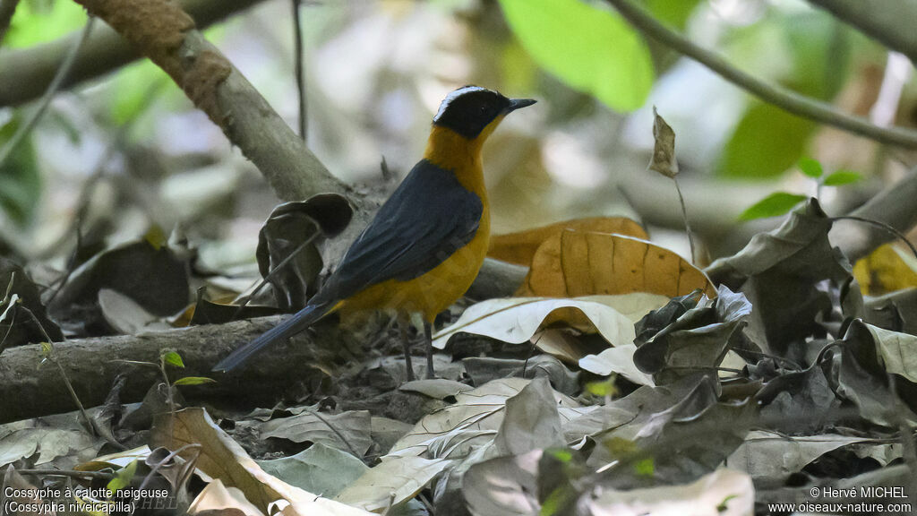 Snowy-crowned Robin-Chat