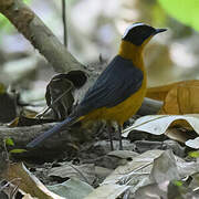 Snowy-crowned Robin-Chat