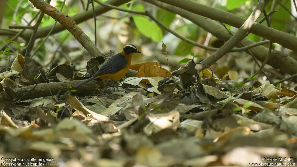 Snowy-crowned Robin-Chat