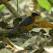 Snowy-crowned Robin-Chat