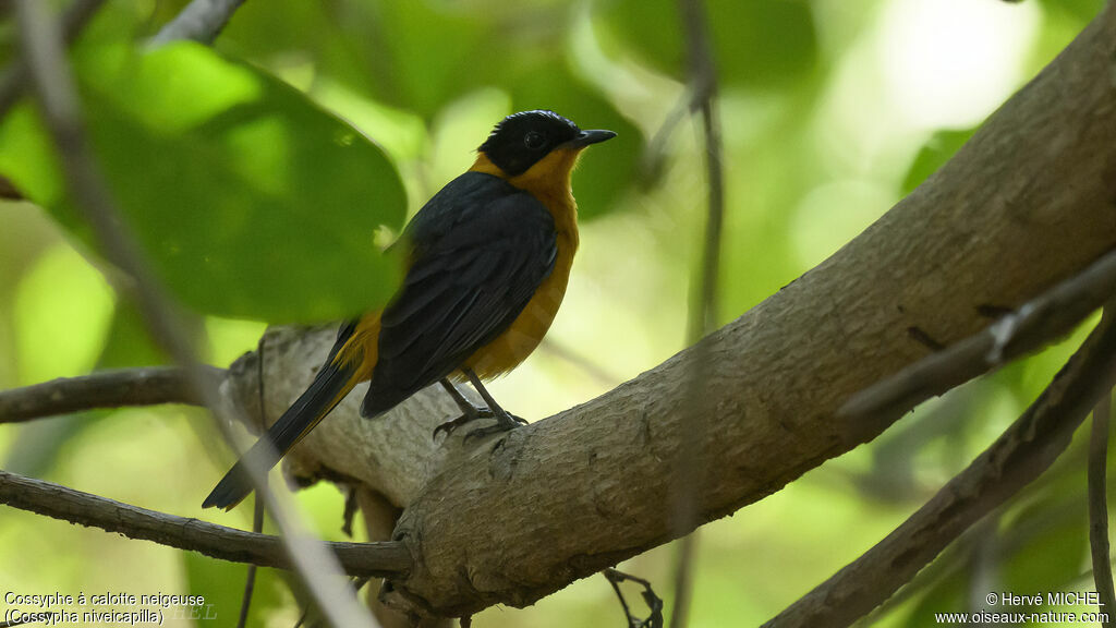 Snowy-crowned Robin-Chat