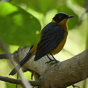 Snowy-crowned Robin-Chat