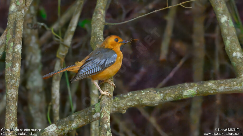 Cossyphe à calotte rousse