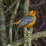 Cossyphe à calotte rousse