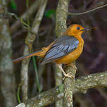 Cossyphe à calotte rousse