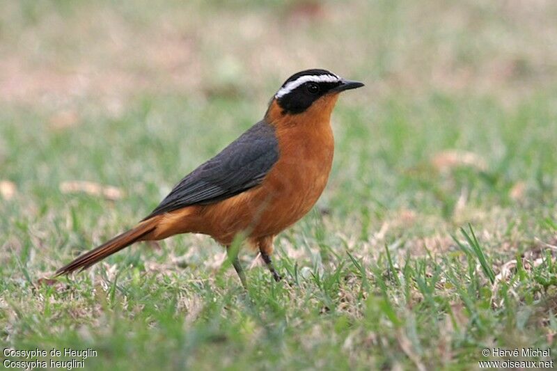 White-browed Robin-Chatadult