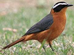 White-browed Robin-Chat