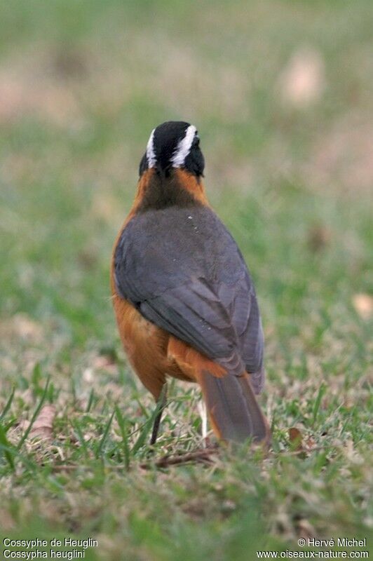 White-browed Robin-Chatadult