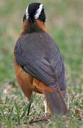 White-browed Robin-Chat