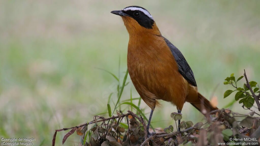 White-browed Robin-Chatadult