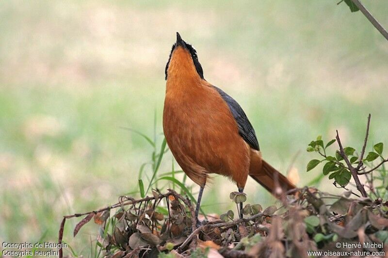 White-browed Robin-Chatadult