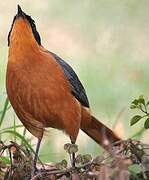 White-browed Robin-Chat