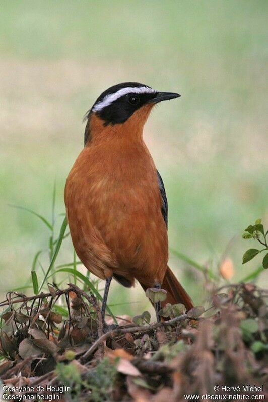 White-browed Robin-Chatadult