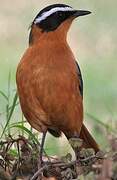 White-browed Robin-Chat