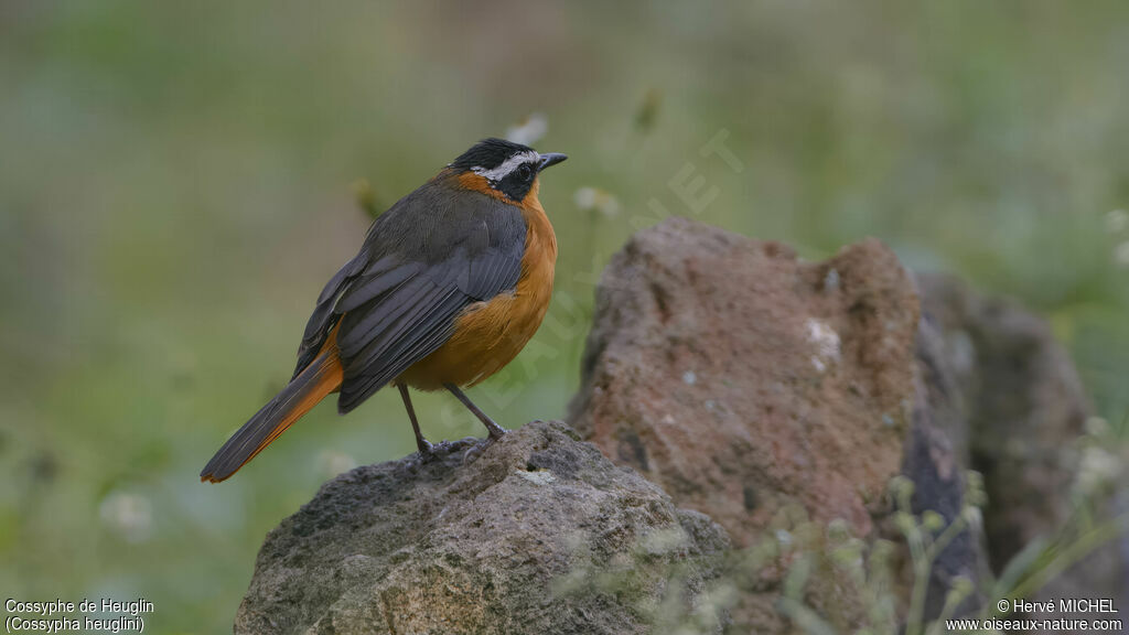 White-browed Robin-Chat