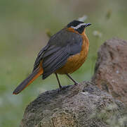 White-browed Robin-Chat