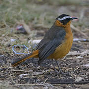 White-browed Robin-Chat