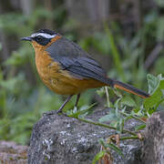 White-browed Robin-Chat