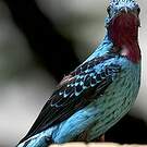 Cotinga de Cayenne