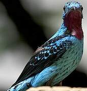 Spangled Cotinga