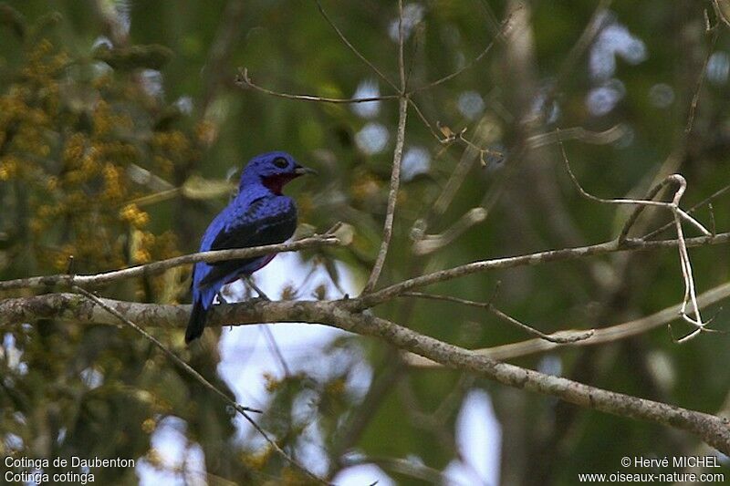 Cotinga de Daubenton mâle adulte, identification