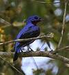 Cotinga de Daubenton